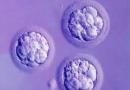 Этапы развития эмбриона после переноса по дням
